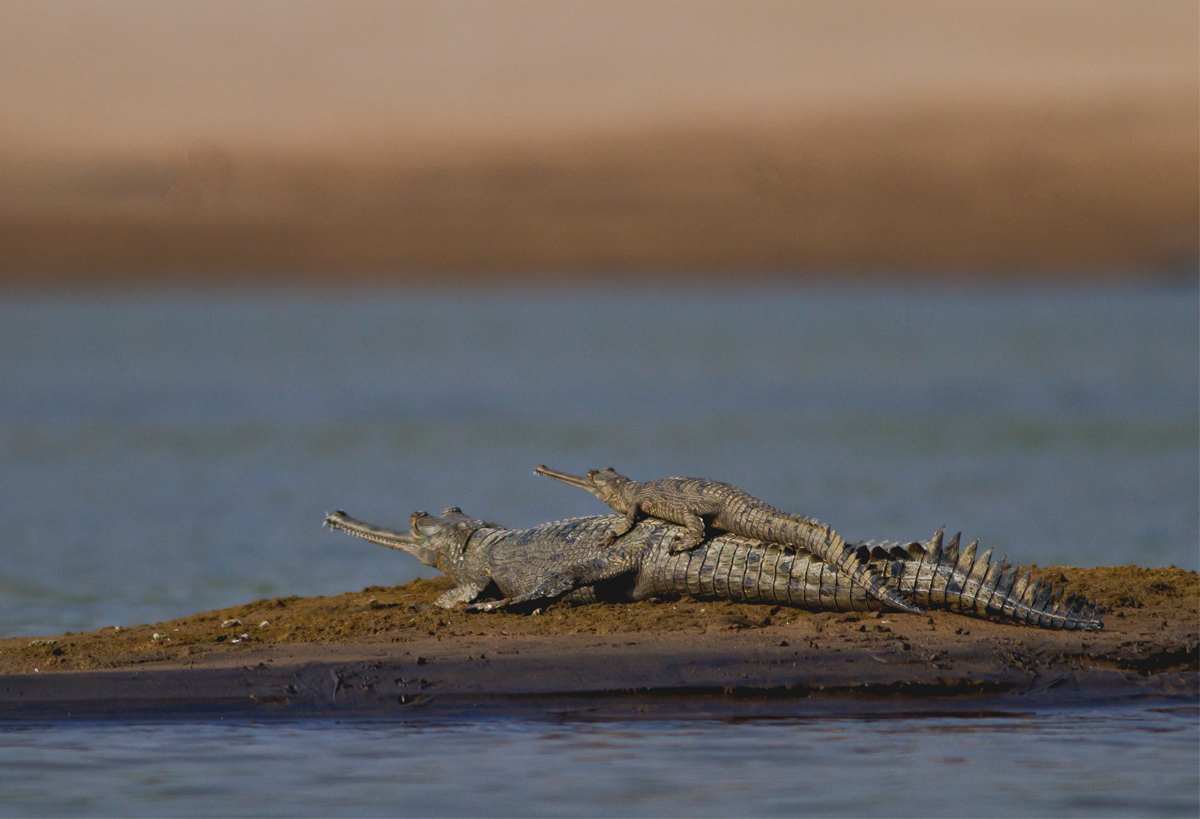 The Chambal